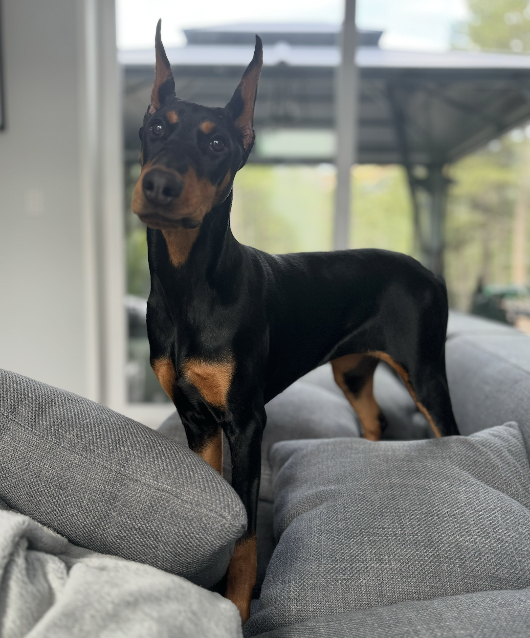 Zara the Doberman